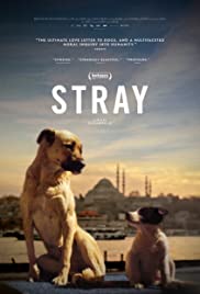 فيلم Stray 2020 مترجم